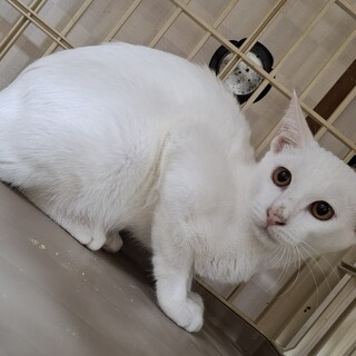 ​A family of white～りゅうせい～