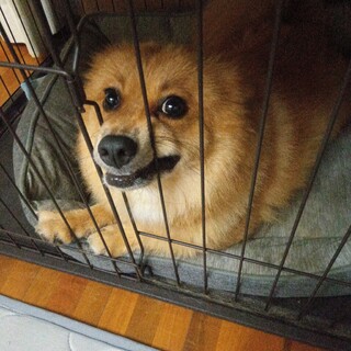 大至急！里親募集