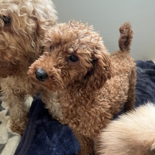 とても可愛らしいトイプードルの女の子