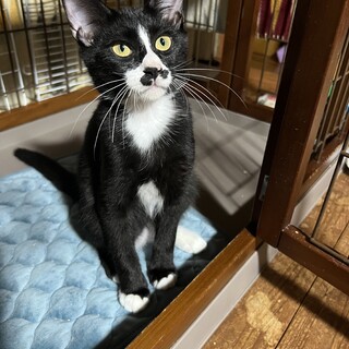 タキシードとチョビ髭がとても凛々しい⭐️男爵くん