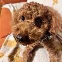 元気いっぱいで人が大好きなトイプードルです