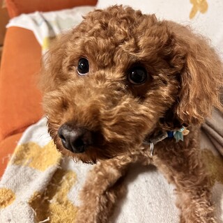 元気いっぱいで人が大好きなトイプードルです