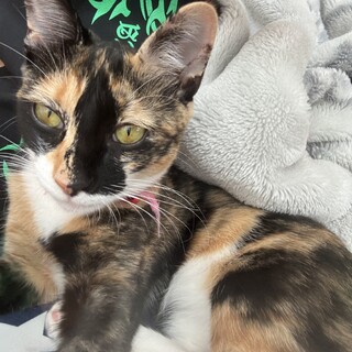 キジトラ(ドラ♂)  三毛猫(ミン ♀)