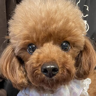 アル✨春爛漫[トイ•プードルファミリーのお花見] アル✨春爛漫[トイ•プードルファミリーのお花見] トイプードル