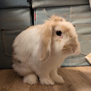人懐っこいウサギの男の子の新しい家族を探しています