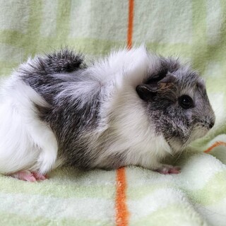 モルモット女の子