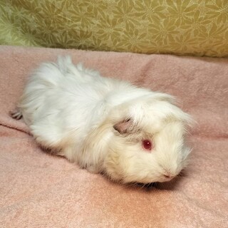 2025年1月生まれのモルモット女の子