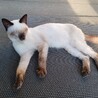 【11/16更新】人が大好きなシャム系雑種の男の子 サムネイル2