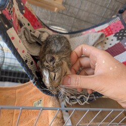 「サクラさんのお迎えから1月経ちました」サムネイル1