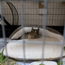 「サクラさんのお迎えから1月経ちました」サムネイル2