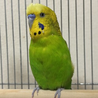 セキセイインコ（2歳8ヶ月）