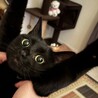 黒猫のめっち
