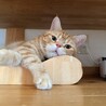 の写真