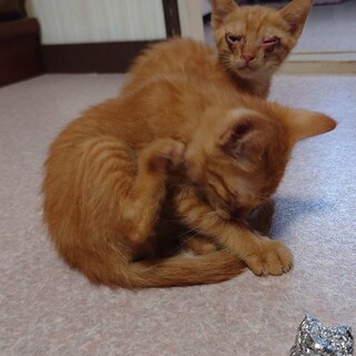 カラスから救われた子猫たちの里親募集