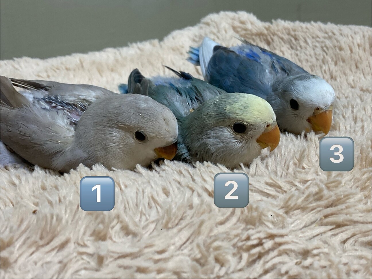コザクラインコ」大阪府 - 鳥の里親募集(527086) :: ペットのおうち