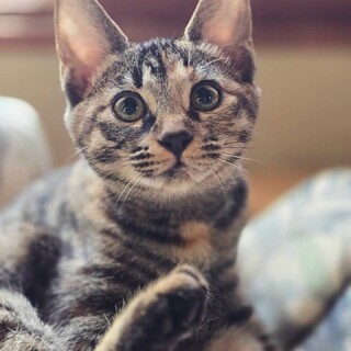 むぎわら(サビキジ)の4ヶ月子猫♀みょうが