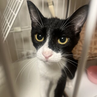 蔵の一族　黒白ハチワレのミクラちゃん