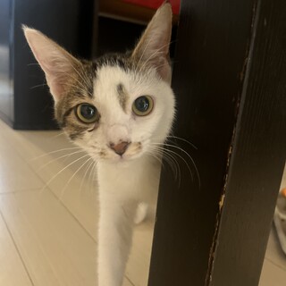 蔵の一族　白キジのくらはちゃん