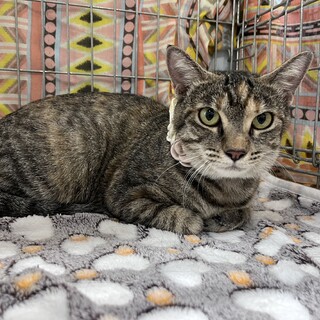 賢くおだやかなキジ猫　南天ちゃん