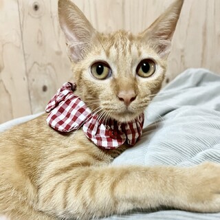 ③はねみ　珍しい茶トラの女の子　サイレントにゃー