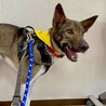 ゆっくり慣れていくからいっぱい甘えさせてね♡ サムネイル4