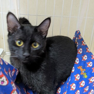 とてもやんちゃな黒猫の【やまげんくん】