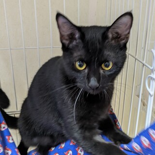 ちょっと怖がりでやんちゃな【やまみちゃん】