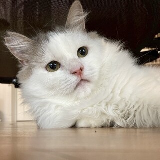 前髪が笑える癒される可愛い「たら」くん