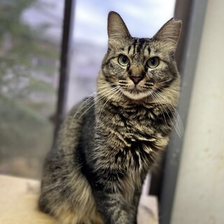 長毛の美人な女の子♡モフコちゃん１歳