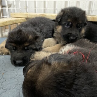 【募集終了】ありがとうございました