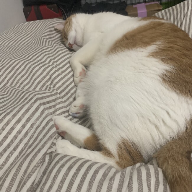 りちぇるのカバー写真