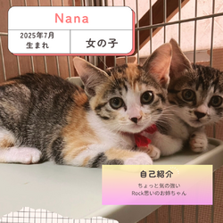 保護猫譲渡会@深北緑地 サムネイル2