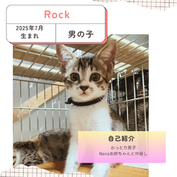 保護猫譲渡会@深北緑地 サムネイル3