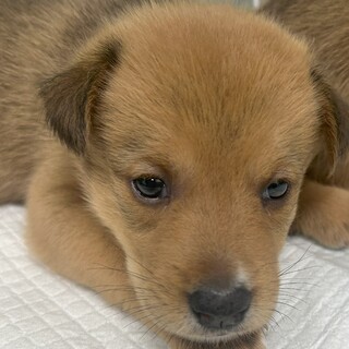 8匹兄弟の『エンジ』君