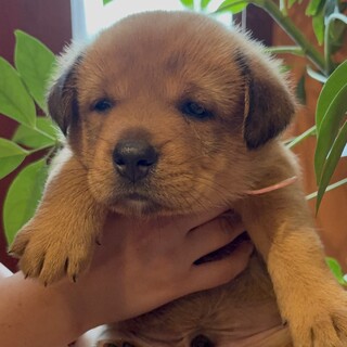 8匹兄弟の『ももた』君