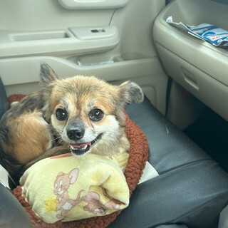 大人しくて可愛いお顔の『スマイル』君