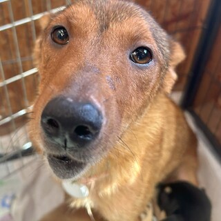 鹿のような5匹兄妹のお母さん『しかの』ちゃん