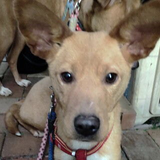 お耳がおっきい女の子の『マリア』ちゃん