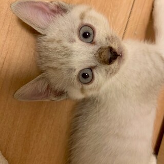 幸せ鍵尻尾のトラくん⭐︎