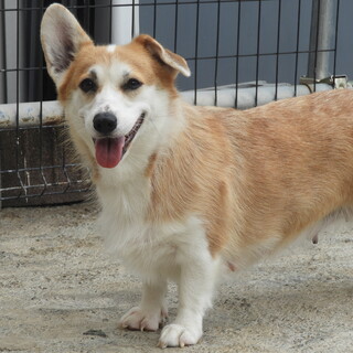 コーギー女の子