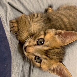 赤み入ったのキジトラのトラジくん