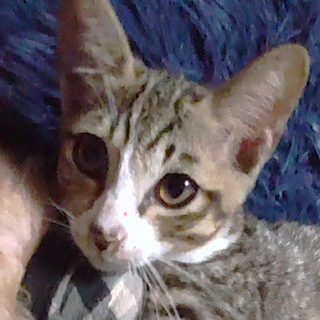 人懐っこくて大人しいキジ白の男の子『みつば』♂