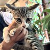 人懐っこくて大人しいキジ白の男の子『みつば』♂ サムネイル3