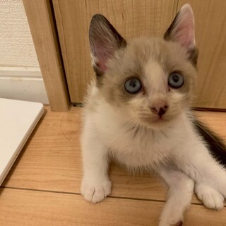シャム猫のような唯一無の柄のレモンくん