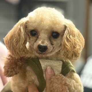 25-M226　ティーカッププードル可愛い♪