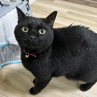 顔も目も身体もまんまる♡ミミちゃん