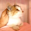 子猫の家族になってください