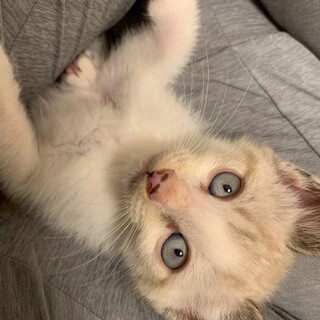 アイスブルーの瞳のタピくん