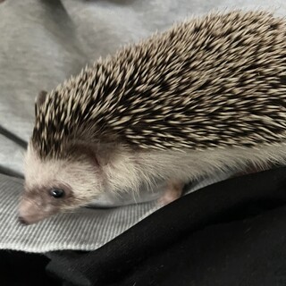 【ハリネズミ】里親募集
