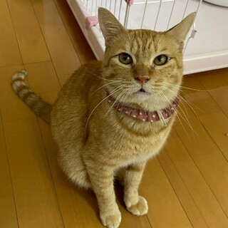 人馴れ抜群！甘えん坊の男の子★マスクくん